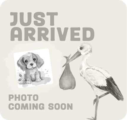 Pembroke Welsh Corgi - 3883