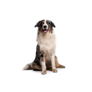 Pets N Pals Staunton, VA Australian Shepherd