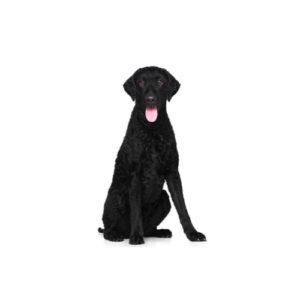 Curly coated outlet retriever for sale