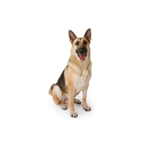 Pets N Pals Staunton, VA German Shepherd