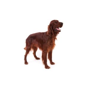 Pets N Pals Staunton, VA Irish Setter