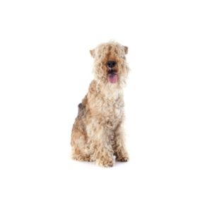 Pets N Pals Staunton, VA Lakeland Terrier