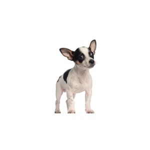 Toy rat terrier chihuahua hot sale mix