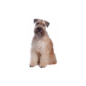Pets N Pals Staunton, VA Soft Coated Wheaten Terrier