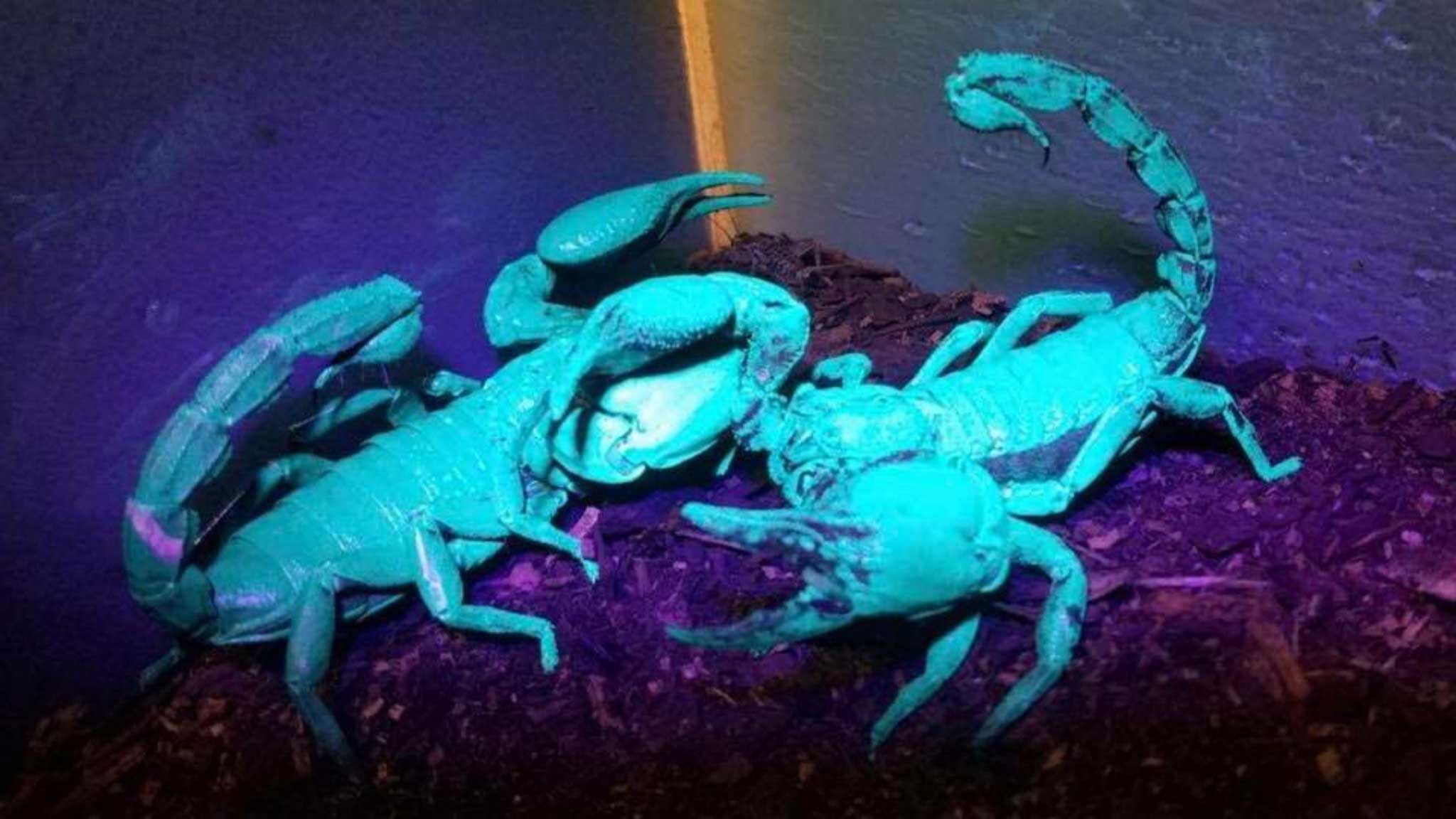 Reptiles Available For Sale Pets N Pals Staunton, Virginia