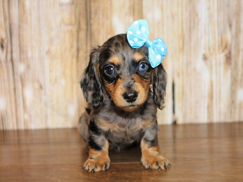 Blue best sale miniature dachshund