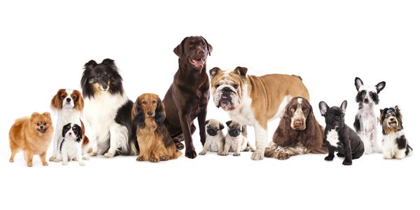 Small, Medium, or Large Breed Dog?