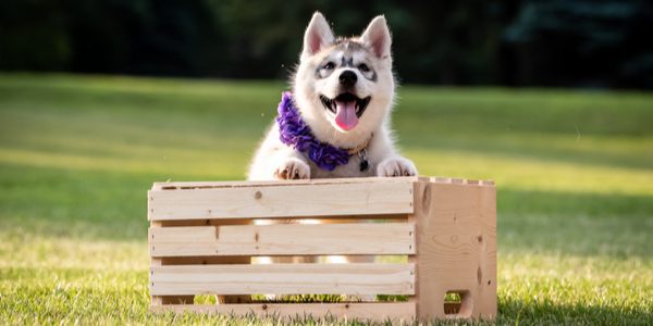 Should I Crate Train My Dog?