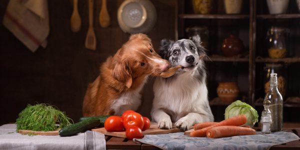 Top 5 Springtime Recipes for Your Dog