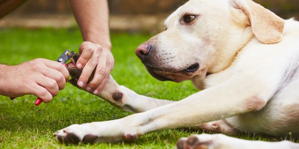 How To Trim Your Dog’s Nails