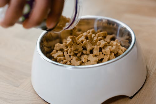 What Dog Food Ingredients Should You Avoid?
