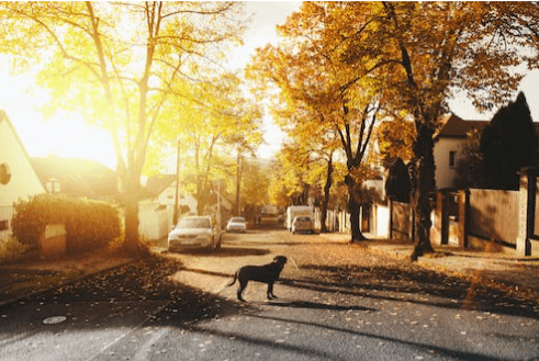 How To Keep Your Pup from Escaping!