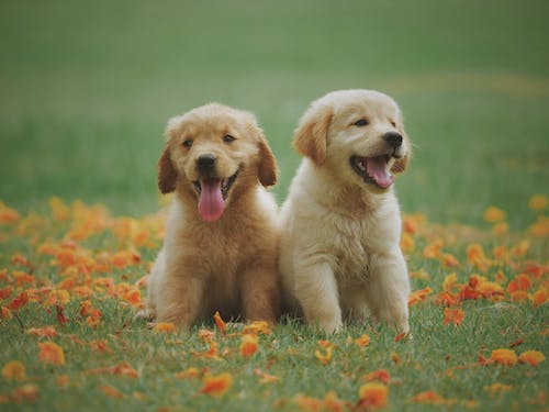 Cool Puppy Names Thinking Outside the Box