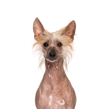 Chinese Crested Puppies Pets N Pals Staunton VA