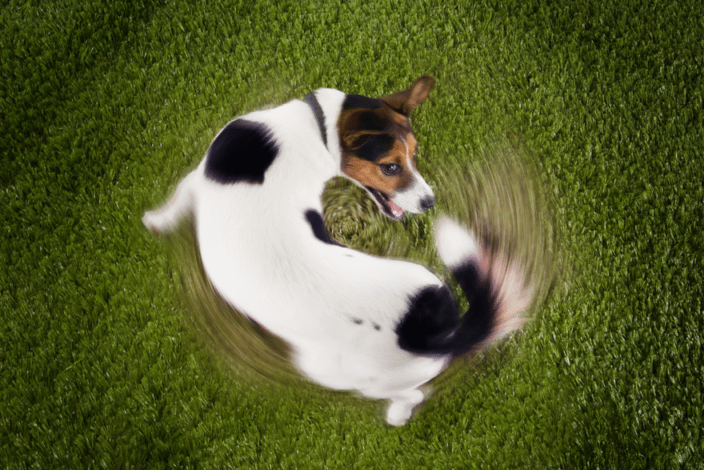 The Ultimate Guide to Understanding Your Dog’s Body Language: What ...