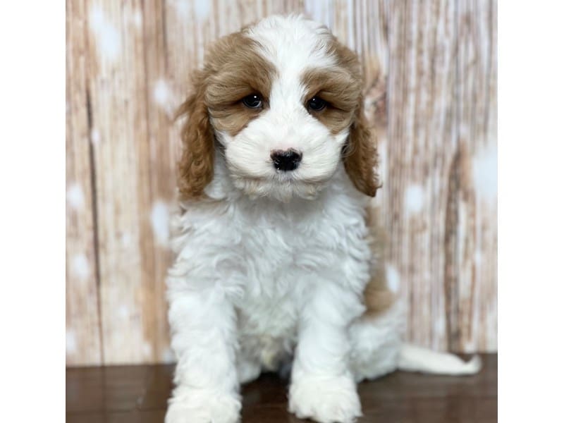 Cockapoo Dog Male White and tan 3699