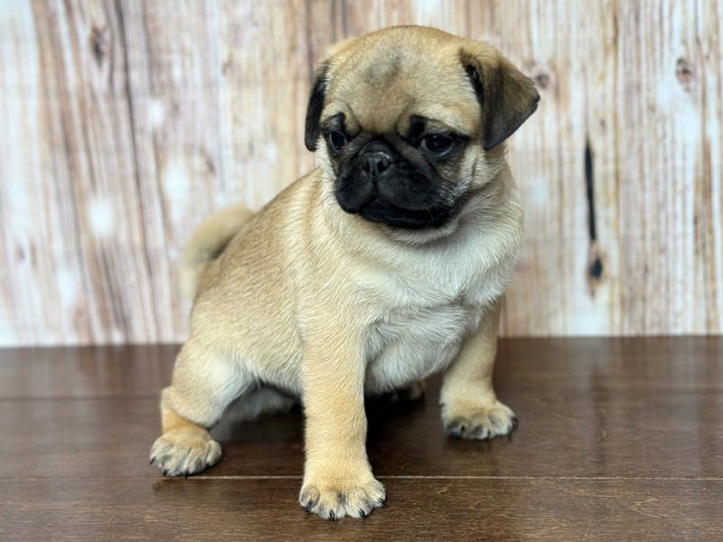 Pug Dog Male Fawn 3712