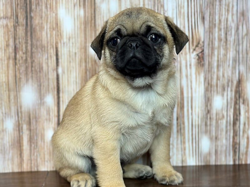 Pug Dog Male Fawn 3711