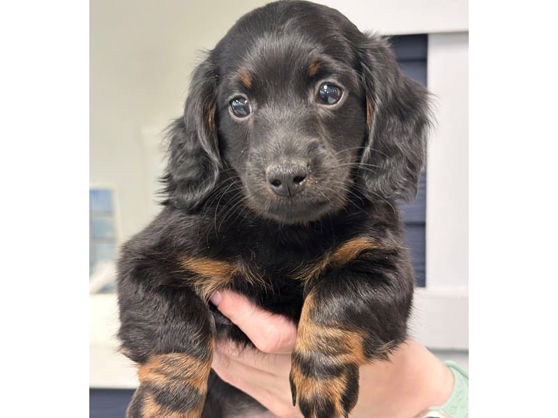 Dachshund Dog Male Black and tan 3720