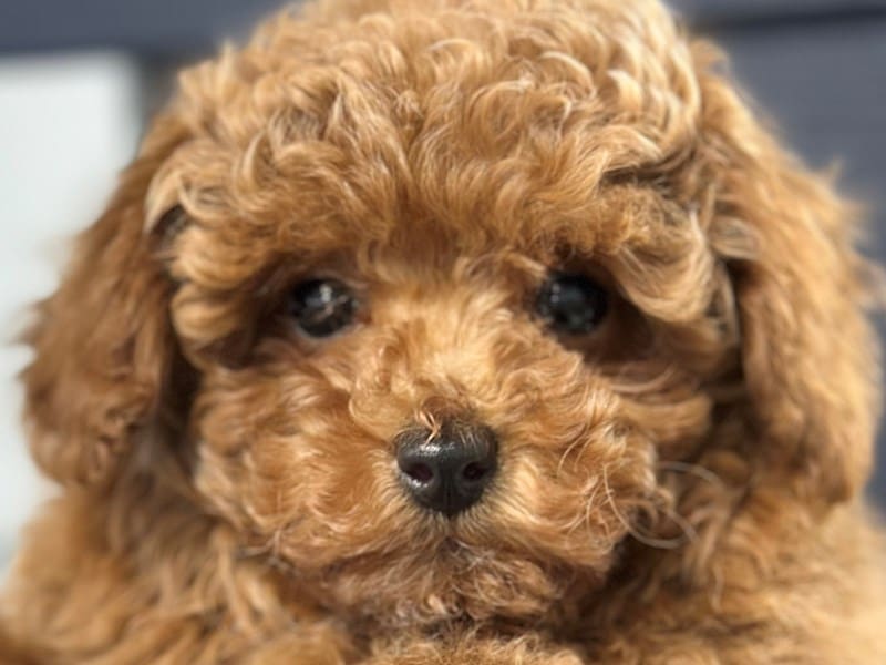 Toy Poodle Dog Male Red 3746
