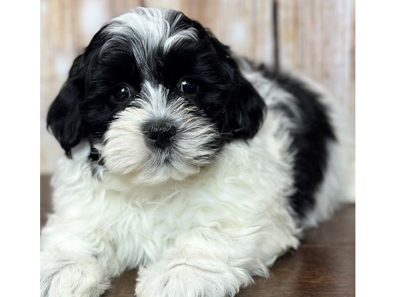Teddy Bear (Shihchon) Dog Male Black and white 3728