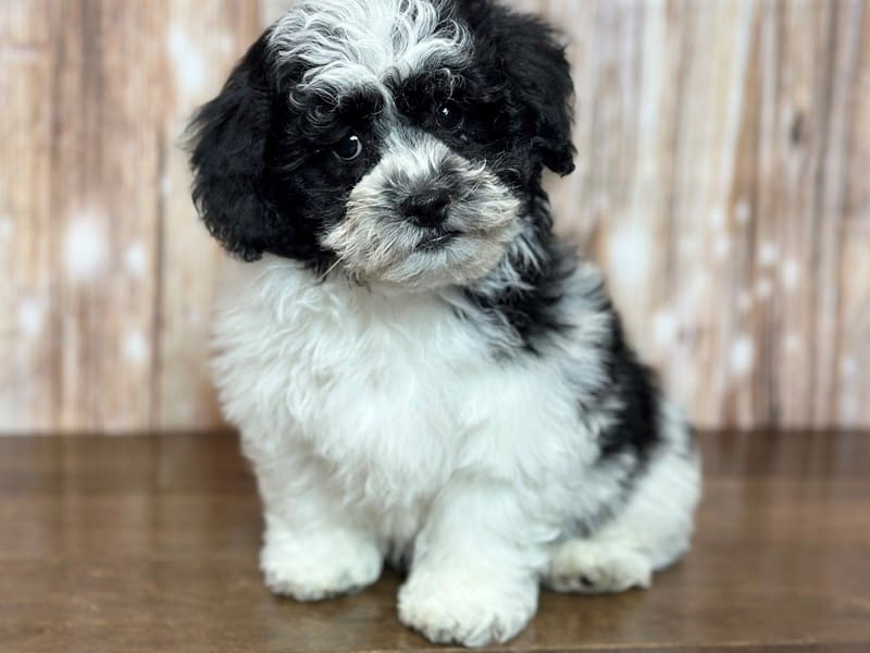 Teddy Bear (Shihchon) Dog Male Black and white 3667