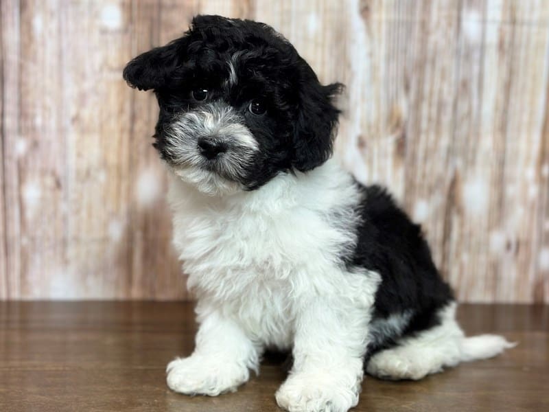 Rory, who found a home