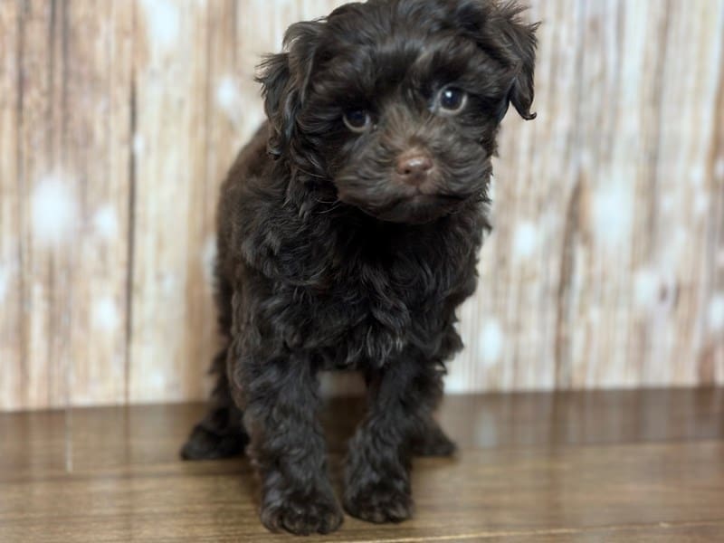F1B Yorkie Poo Dog Male Chocolate 3689