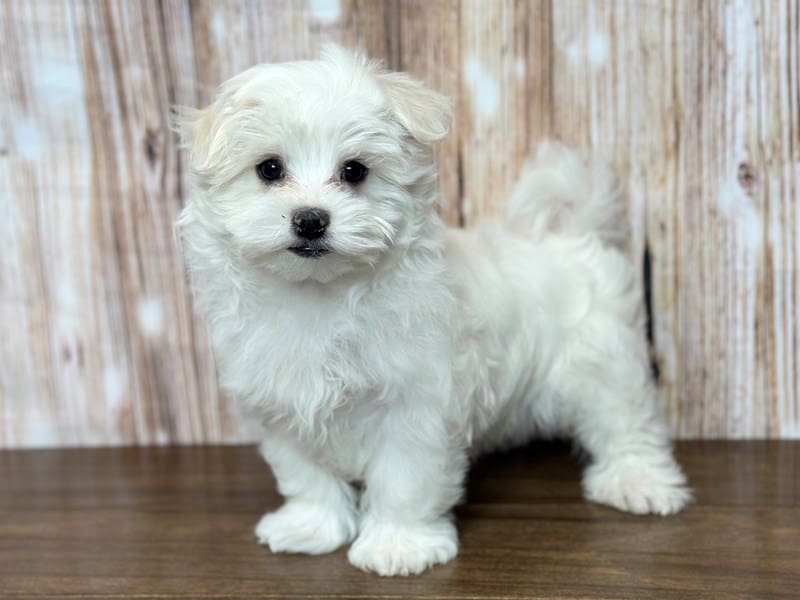 Maltese Dog Male White 3692