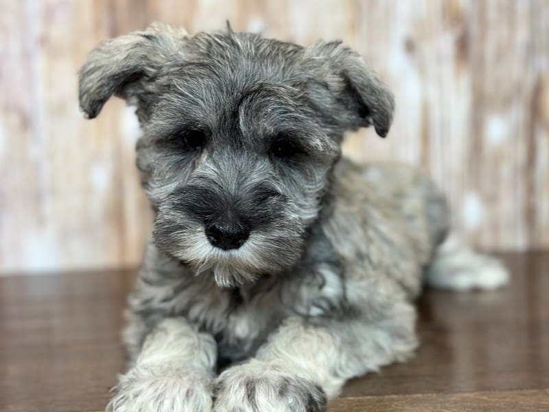 Miniature Schnauzer Dog Female Salt and Pepper 3714
