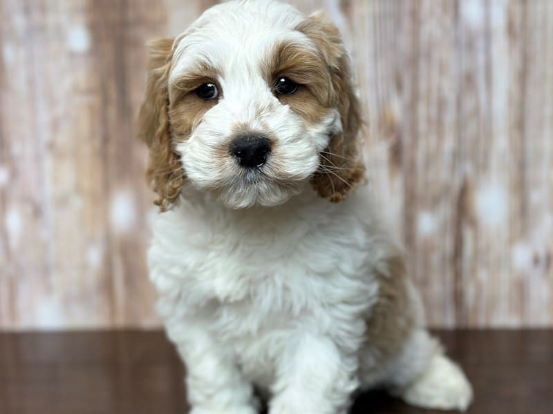 Cockapoo Dog Male White and tan 3716