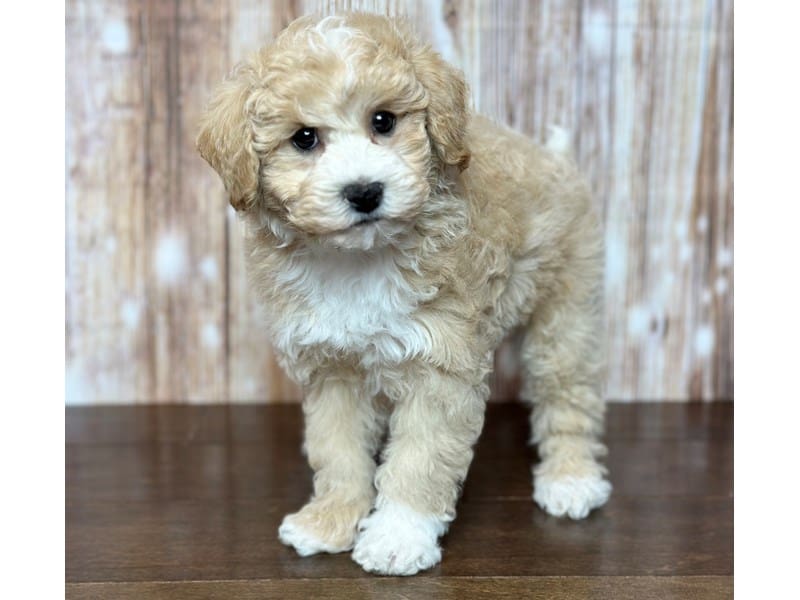 Bichapoo Dog Male Apricot 3704