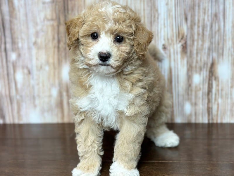 Bichapoo Dog Female Apricot 3706