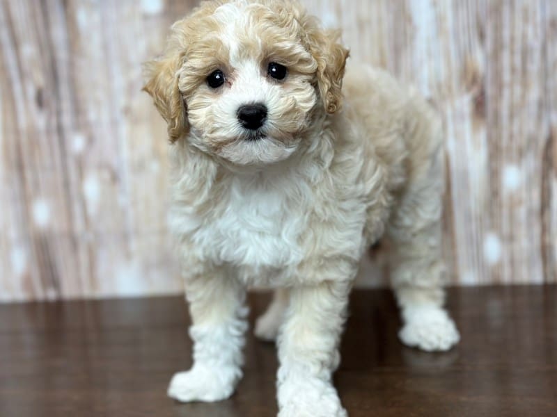 Emery, who found a home