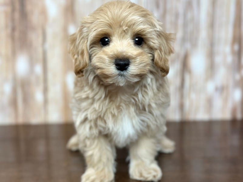 Keeper, who found a home