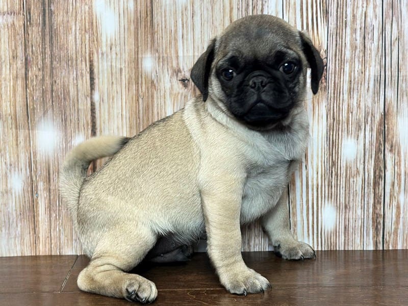 Pug Dog Male Fawn 3710
