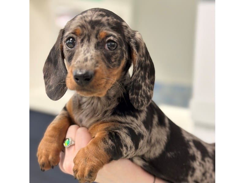 Dachshund Dog Female Silver Dapple 3721