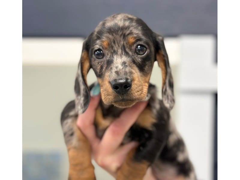 Dachshund Dog Male Silver Dapple 3719