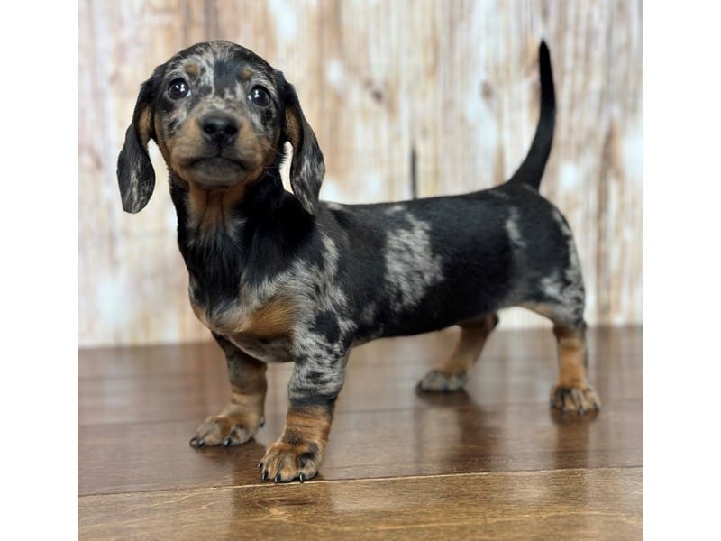 Dachshund Dog Female Silver Dapple 3722