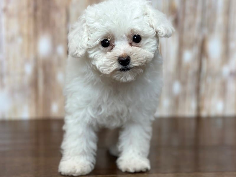 Toy Poodle Dog Female White 3747