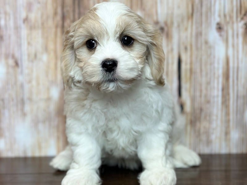 Cavachon Dog Male White and tan 3736