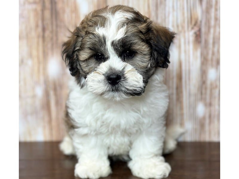 Teddy Bear (Shihchon) Dog Male Brown and white with black 3725