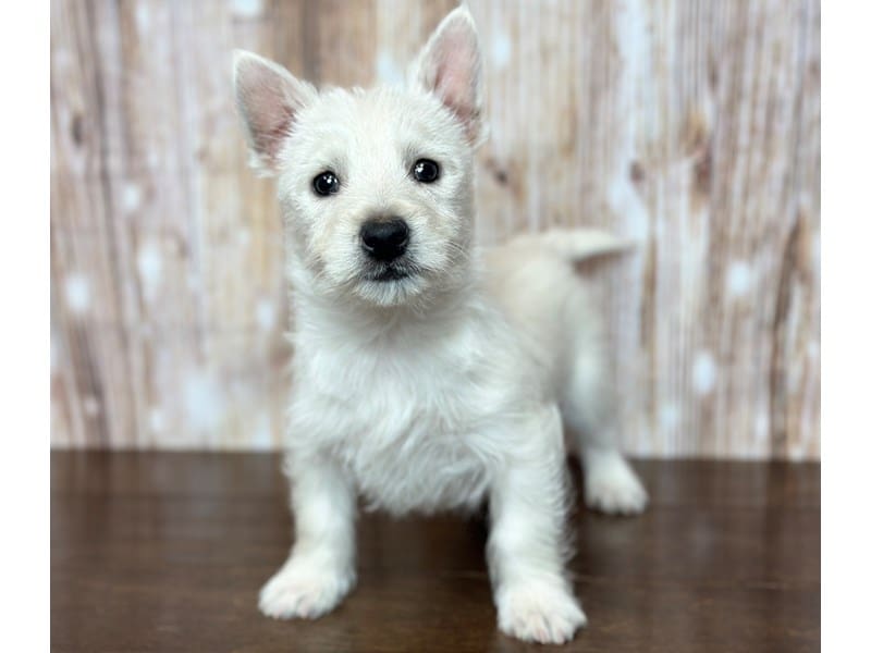 West Highland White Terrier Dog Female White 3741