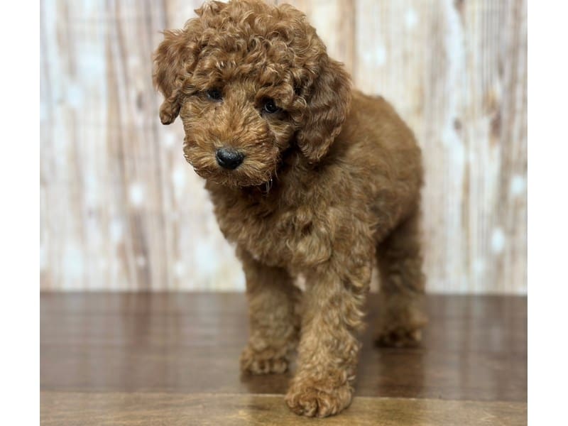 Miniature Poodle Dog Male Red 3733