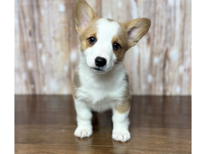 Pembroke Welsh Corgi Dog Male Sable 3745