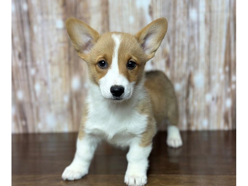 Pembroke Welsh Corgi Dog Female Sable 3743