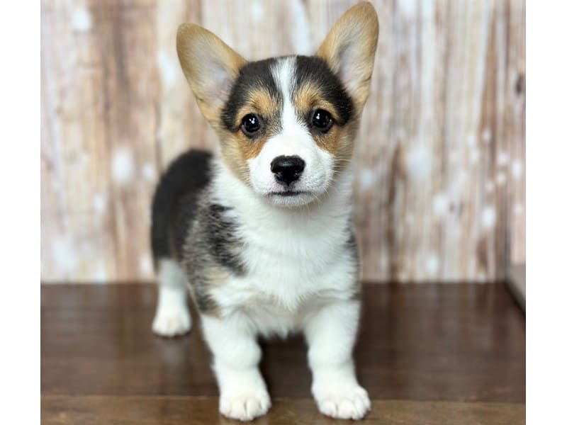 Pembroke Welsh Corgi Dog Female Tri Color 3744