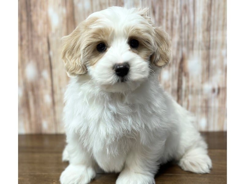 Bichapoo / Maltese Dog Male White and tan 3732