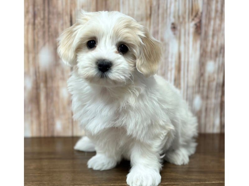 Bichapoo / Maltese Dog Female White and tan 3729