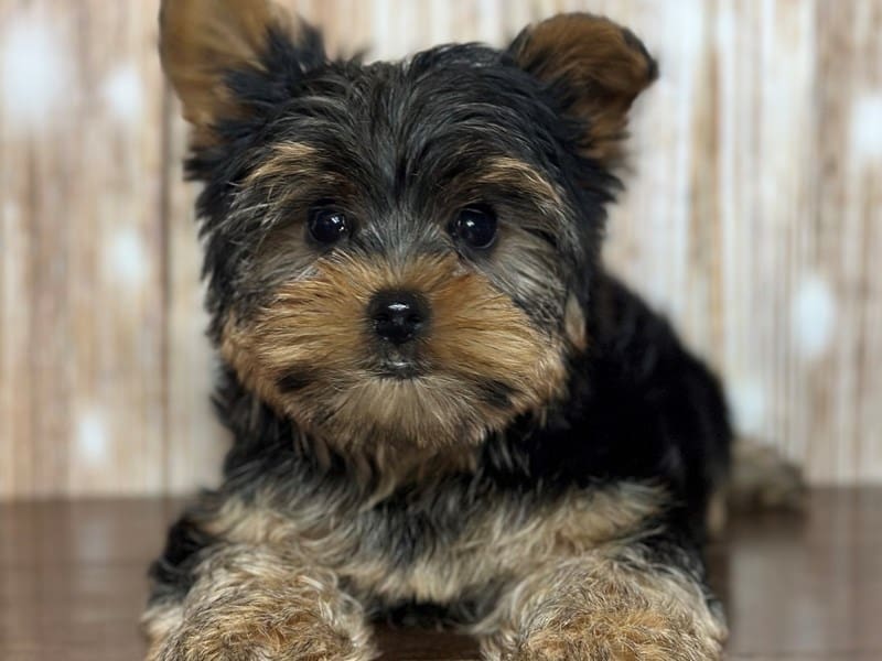 Yorkshire Terrier Dog Male Black and tan 3769